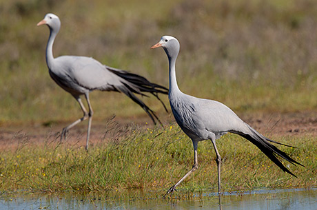 Blue Crane pair